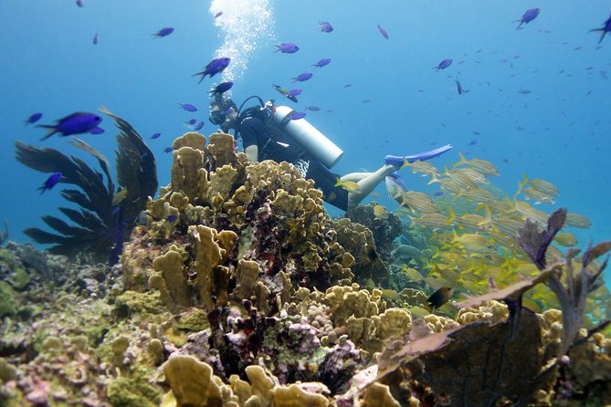 Scuba Diving at MUSA the Underwater Museum for Certified Divers - Pricing and Fees