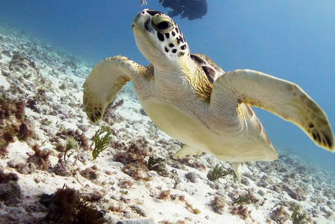 Scuba Diving at MUSA the Underwater Museum for Certified Divers - Marveling at the Marine Life