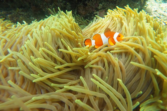 Scuba Diving at Padang Bai - Booking and Cancellation