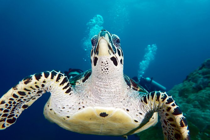 Scuba Diving at Padangbai: Shark Point and Blue Lagoon - Overview of Padangbai Diving