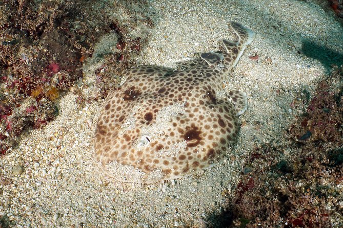 Scuba Diving at Padangbai: Shark Point and Blue Lagoon - PADI-Certified Dive Guides