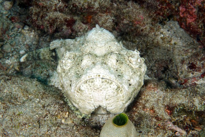 Scuba Diving at Padangbai: Shark Point and Blue Lagoon - Pickup and Schedule Details