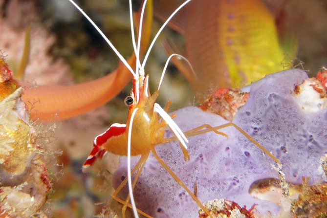 Scuba Diving at Padangbai: Shark Point and Blue Lagoon - Medical and Accessibility Considerations