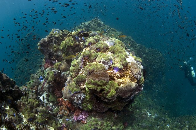 Scuba Diving at Phuket's Anemone Reef Review - Key Points
