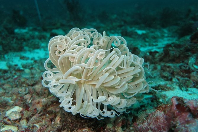 Scuba Diving at Phuket's Anemone Reef Review - Pickup and Transportation