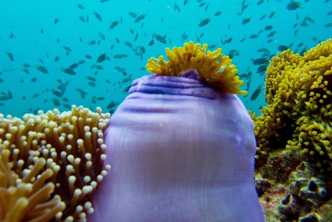 Scuba Diving at Phuket's Anemone Reef Review - Diving Experience