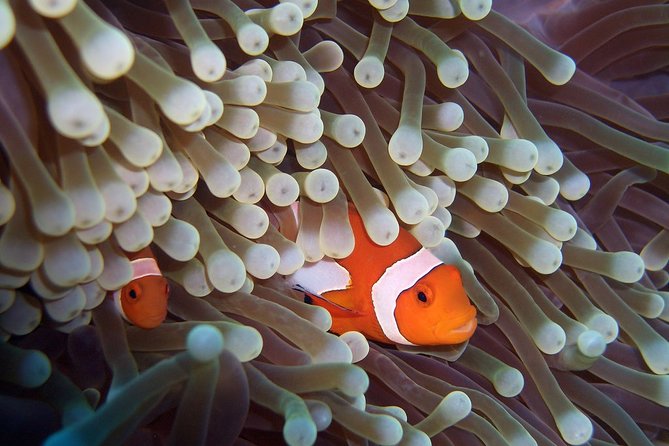 Scuba Diving at Phuket's Anemone Reef Review - Recap