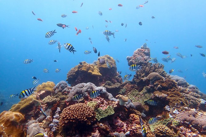 Scuba Diving at Tulamben USAT Liberty Wreck - Accessibility and Health Restrictions