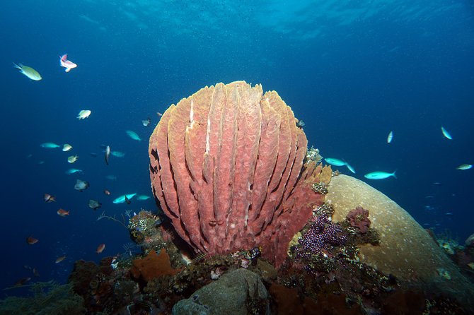 Scuba Diving at Tulamben USAT Liberty Wreck - Reviews and Feedback