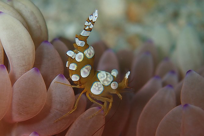 Scuba Diving at Tulamben USAT Liberty Wreck - Dive Site Highlights