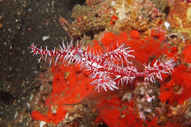 Scuba Diving at Tulamben USAT Liberty Wreck - Exploring the USAT Liberty Wreck