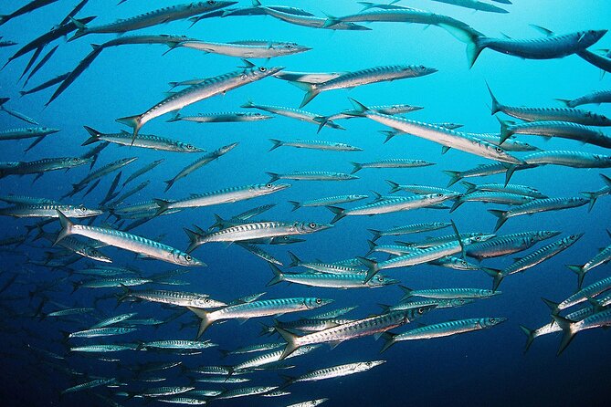 Scuba Diving Baptism and Snorkeling in Ibiza - Preparation and Considerations