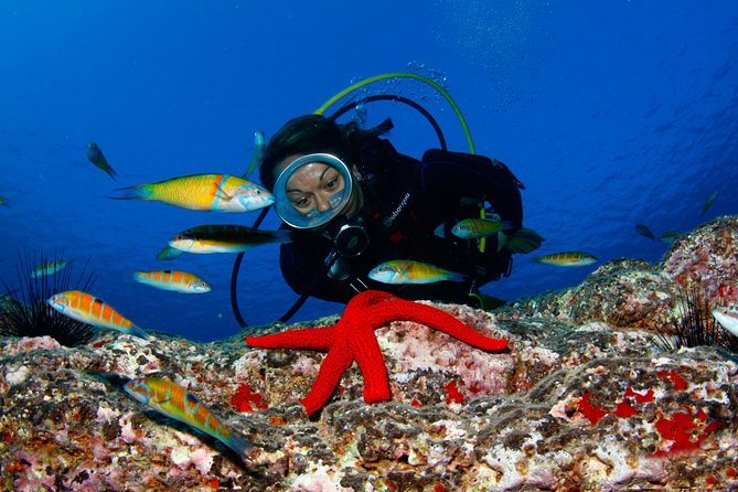 Scuba Diving Baptism in Caleta De Fuste - Scuba Diving Gear and Equipment