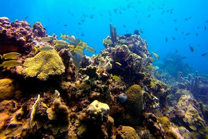 Scuba Diving Boat Trip in Island Catalina With Pickup - About Your Stay