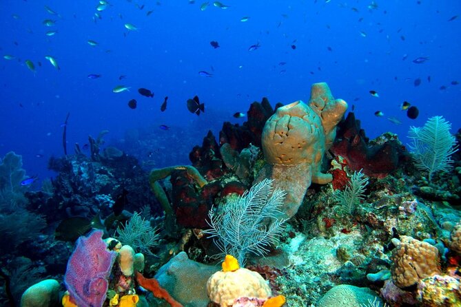 Scuba Diving Boat Trip in Island Catalina With Pickup - Participant Requirements and Considerations