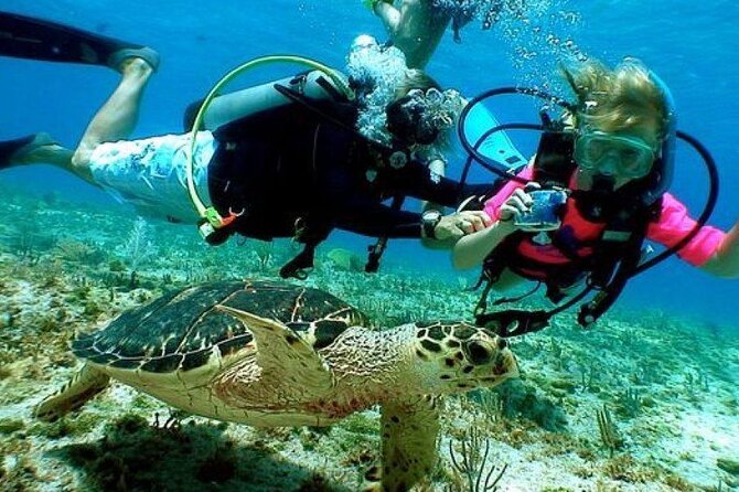 Scuba Diving Boat Trip in Island Catalina With Pickup - Feedback and Reviews
