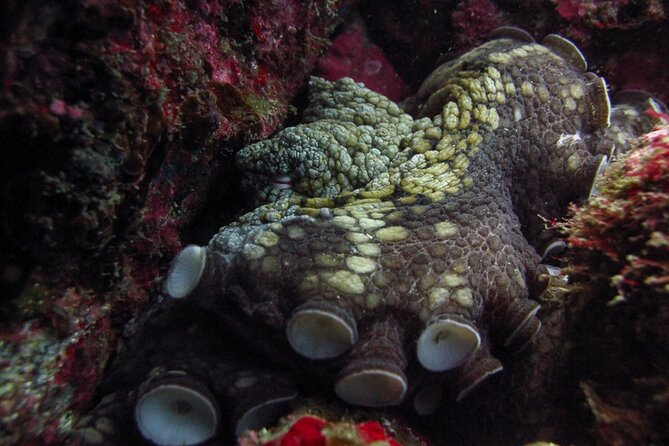 Scuba Diving - Tour Details and Inclusions
