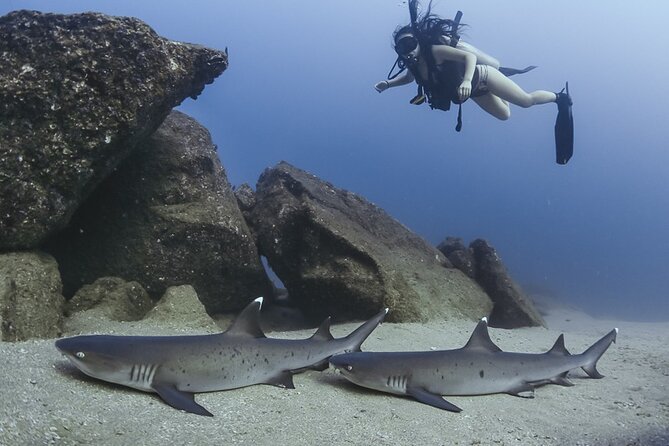 Scuba Diving - Gear and Equipment Provided