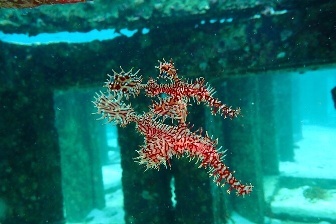 Scuba Diving Daytrip to Racha Yai - Non-Certified Diver Participation