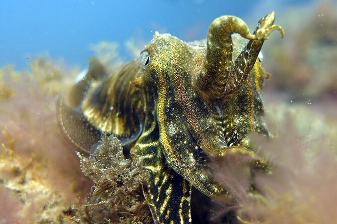 Scuba Diving Experience for Beginners in Gran Canaria - Suitable for Beginners and Unfamiliar Divers