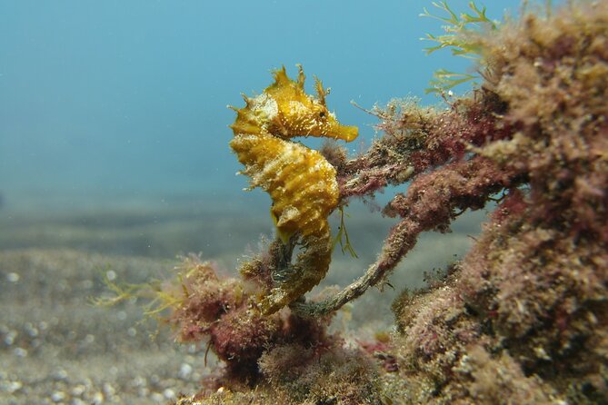 Scuba Diving Experience for Beginners in Gran Canaria - Comfortable Pace to Explore Underwater