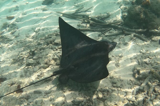 Scuba Diving Experience in Santorini - Excellent Customer Reviews