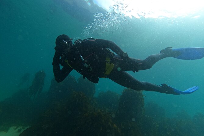Scuba Diving Experience in Simonstown With an Expert - Preparing for the Scuba Adventure