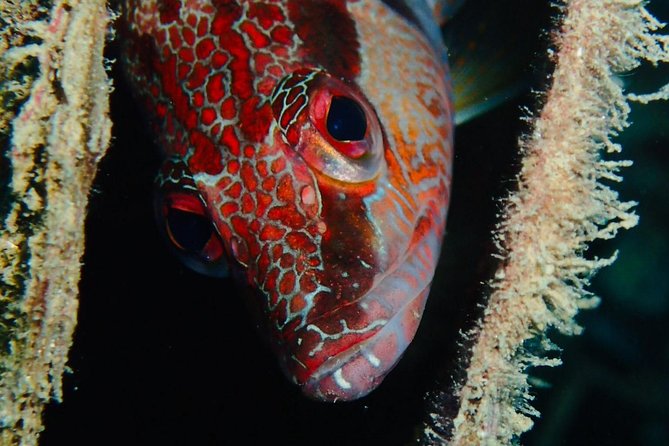 Scuba Diving Experience in Taormina - Health and Accessibility