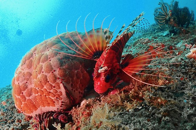 Scuba Diving For Beginners - Whats Included in the Package