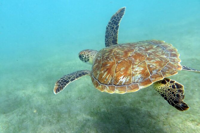 Scuba Diving for Beginners at San Juan - Exploring Escambron Marine Park