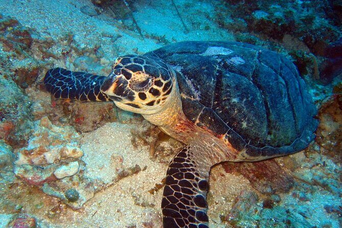 Scuba Diving for Beginners in Acapulco - Who Will Love This Experience?