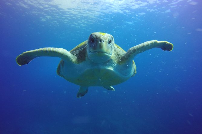 Scuba Diving for Certified Divers in Costa Adeje - Meeting Point and Transportation