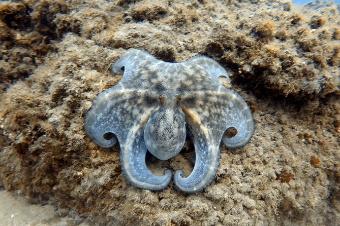Scuba Diving for Certified Divers in Costa Adeje - Dive Site Selection