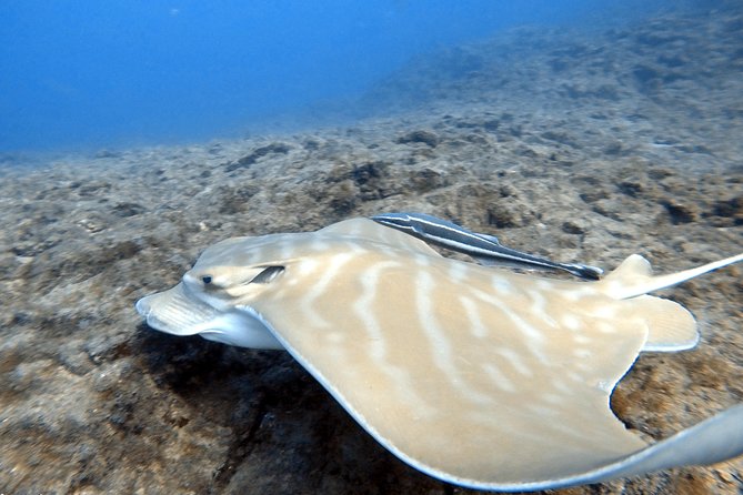 Scuba Diving for Certified Divers in Costa Adeje - Professional Instructor Accompaniment