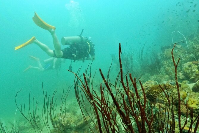 Scuba Diving for Certified Divers in Phu Quoc Island - Overview of the Scuba Diving Tour