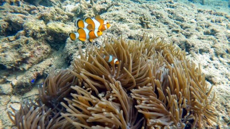 Scuba Diving From Stunning Coral Reef in the Heart of Phuket - Diving Experience