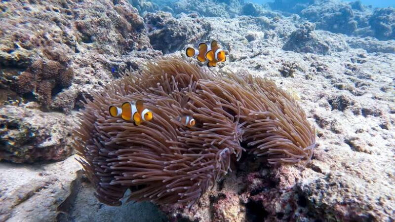 Scuba Diving From Stunning Coral Reef in the Heart of Phuket - Customer Reviews and Ratings
