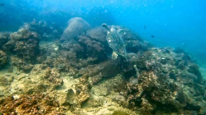 Scuba Diving From Stunning Coral Reef in the Heart of Phuket - Why Choose This Scuba Diving Adventure?