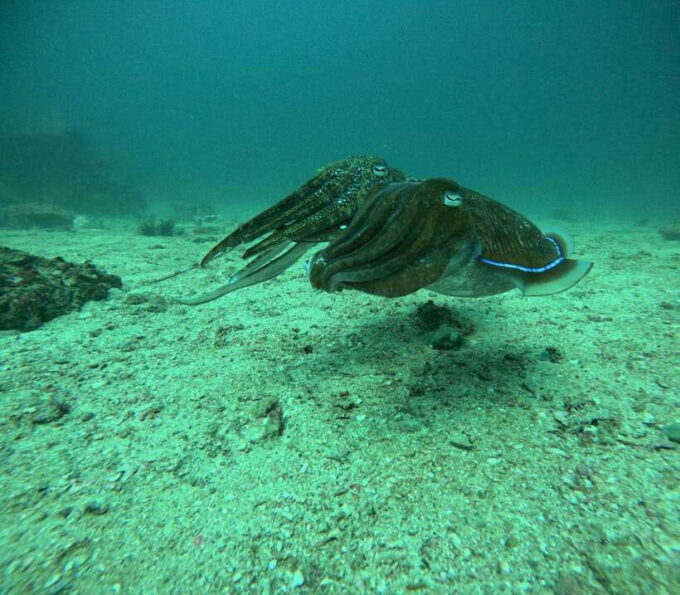 Scuba Diving From Stunning Coral Reef in the Heart of Phuket - Planning Your Scuba Diving Experience in Phuket