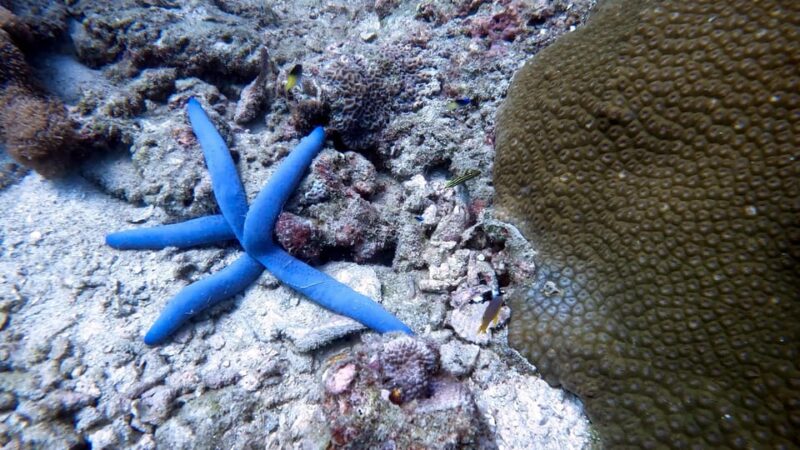 Scuba Diving From Stunning Coral Reef in the Heart of Phuket - Dive, Freedive, and Snorkel With Pros