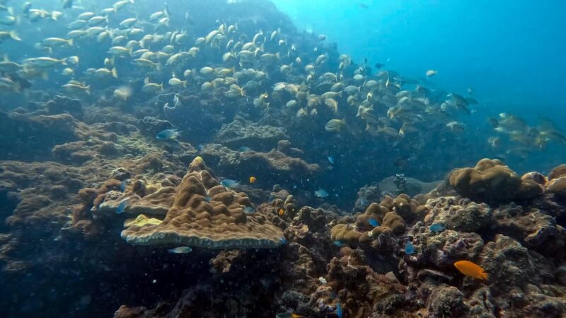 Scuba Diving From Stunning Coral Reef in the Heart of Phuket - Scuba Diving and Freediving Courses Offered