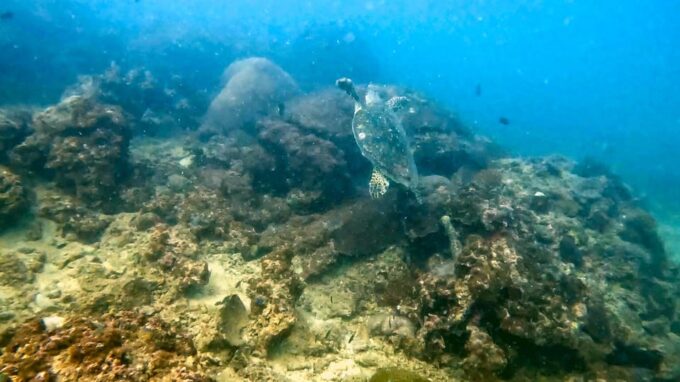 Scuba Diving From Stunning Coral Reef in the Heart of Phuket - Experiences for Kids and Young Adults