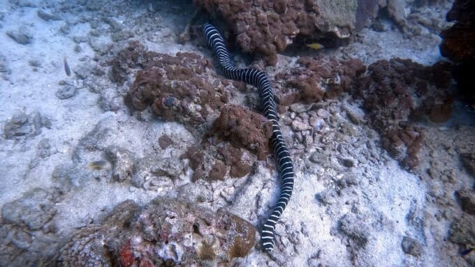 Scuba Diving From Stunning Coral Reef in the Heart of Phuket - Inclusive Diving Equipment and Services