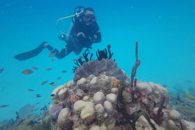 Scuba Diving Full Day At Catalina Island - Highlights of Catalina Island Underwater