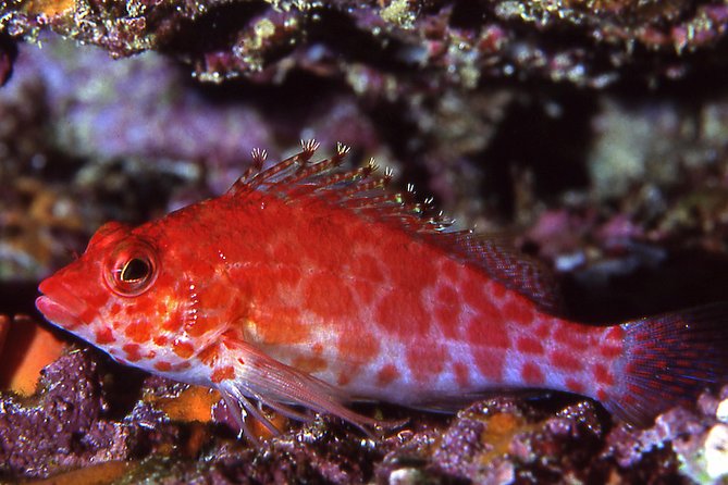 Scuba Diving Hermosa and Coco Beach for Certified Divers - Playa Hermosa and Papagayo Gulf