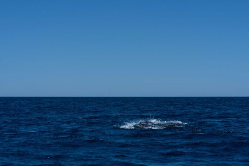 Scuba Diving in a National Marine Park of Cabo Pulmo - Highlights of Diving in Cabo Pulmo