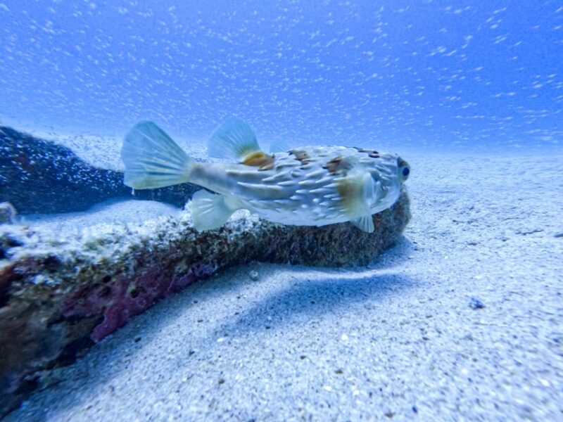 Scuba Diving in a National Marine Park of Cabo Pulmo - Inclusions and Requirements