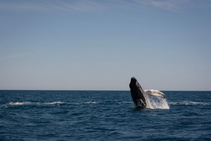 Scuba Diving in a National Marine Park of Cabo Pulmo - About Cabo Pulmo National Marine Park