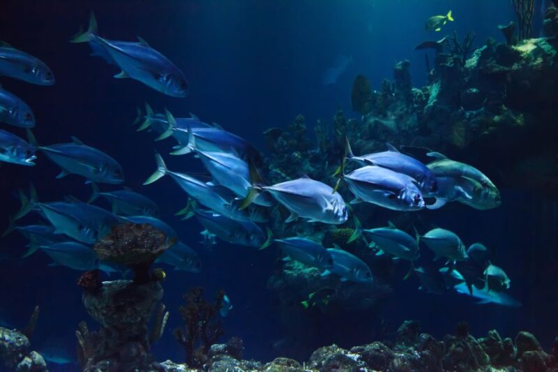 Scuba Diving in Aci Castello - Key Points