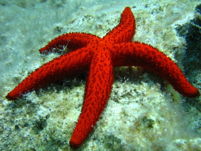 Scuba Diving in Aci Castello - Amenities and Inclusions